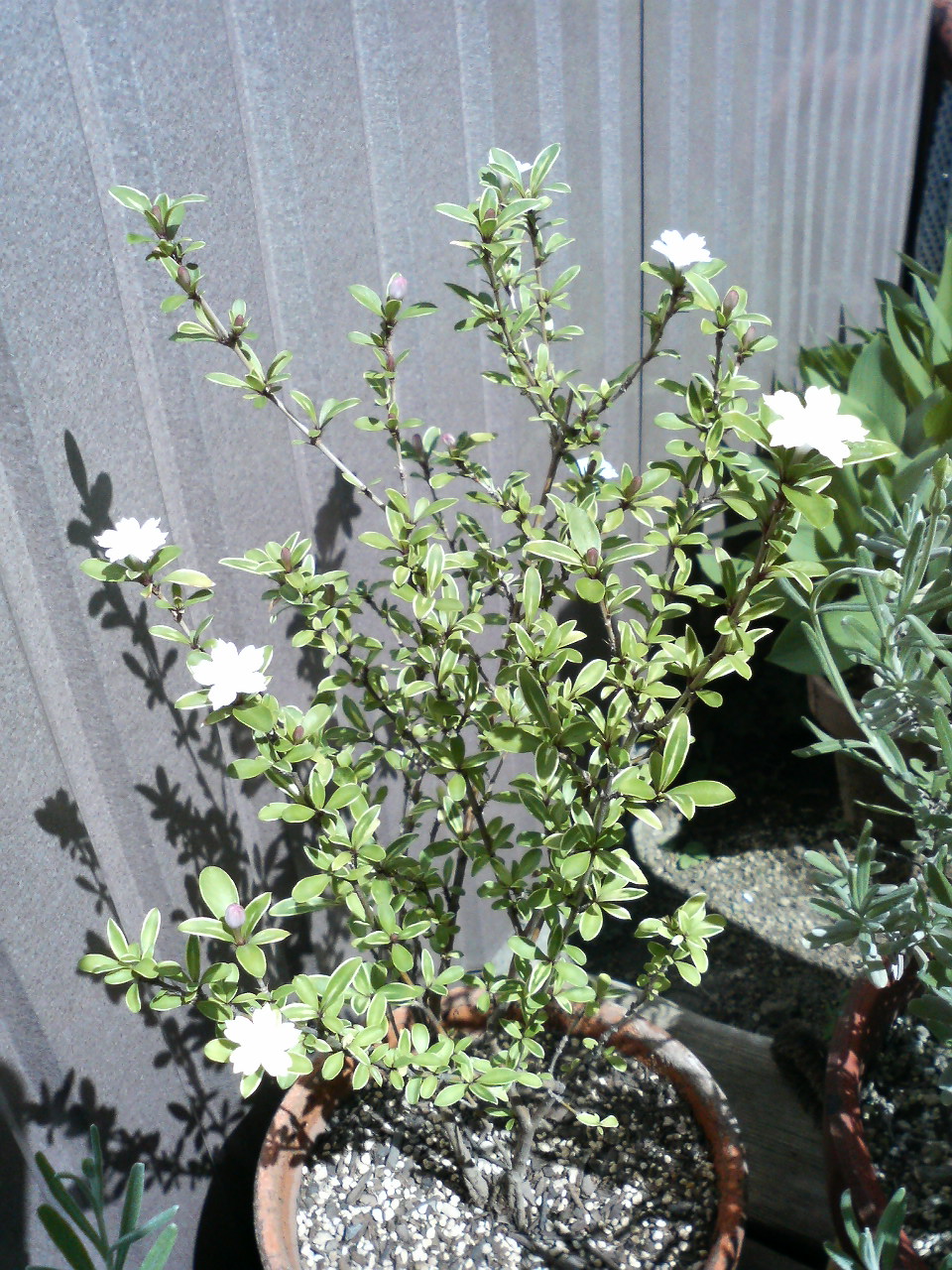 白丁花