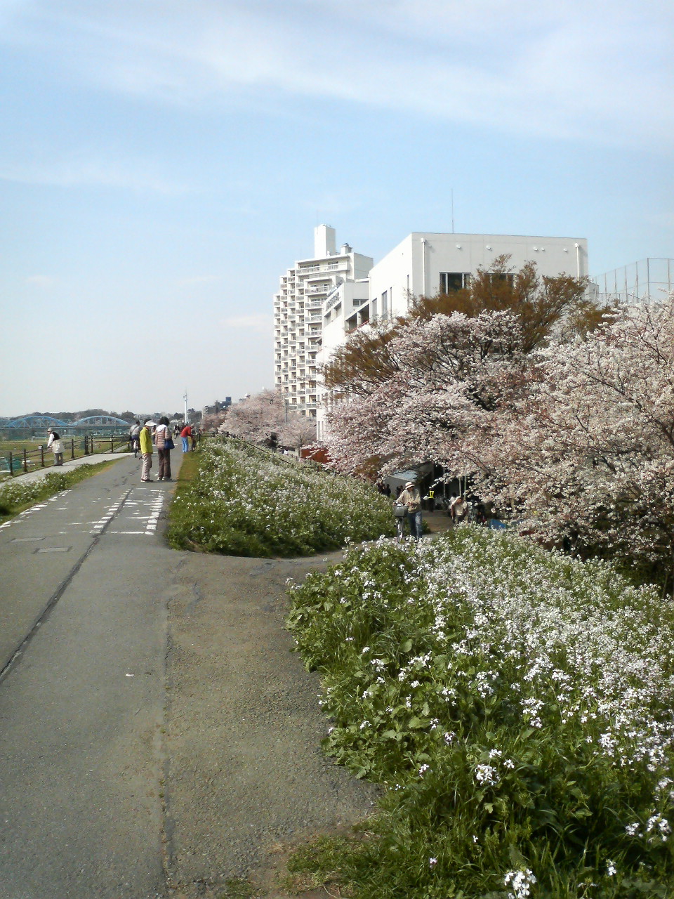 桜と浜大根