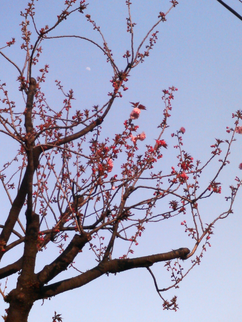 八重桜と月