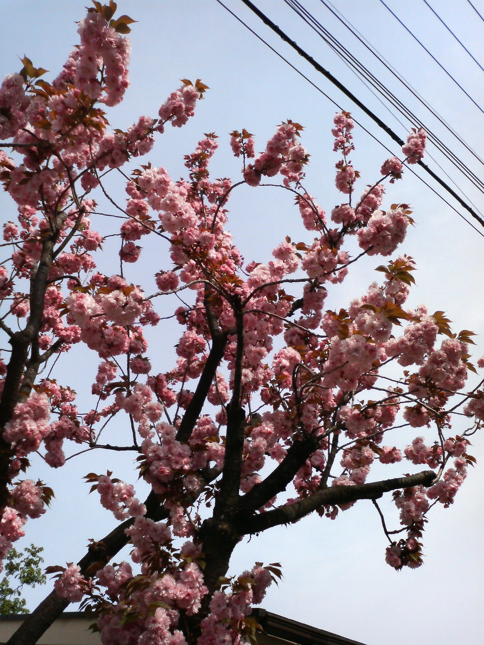 満開の八重桜