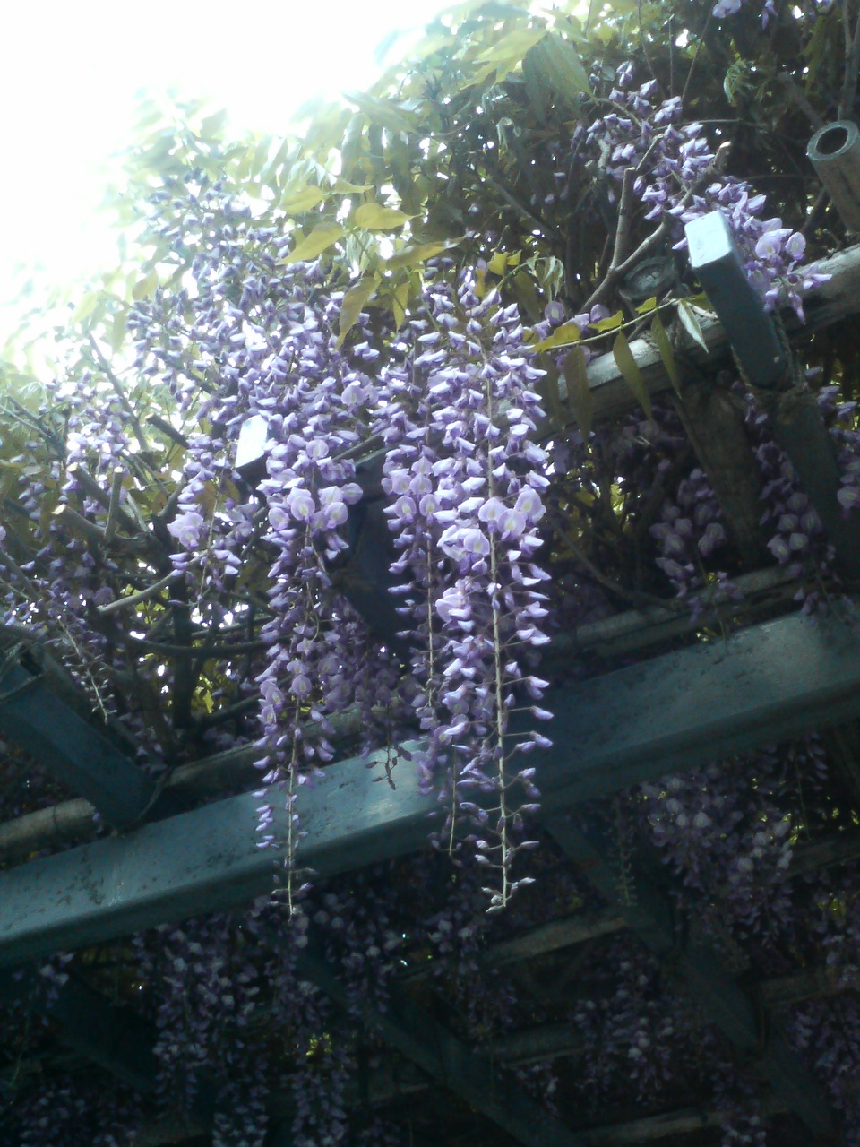 藤の花